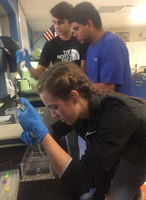 Marine Biology Student Study Possible Poaching Case in Electrophoresis Lab